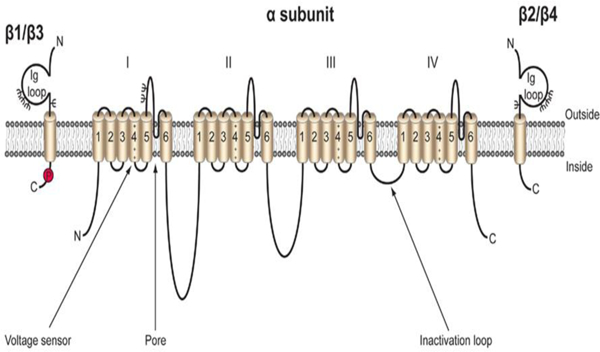 Fig. 1: