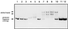 FIG. 8