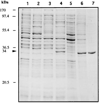 FIG. 7