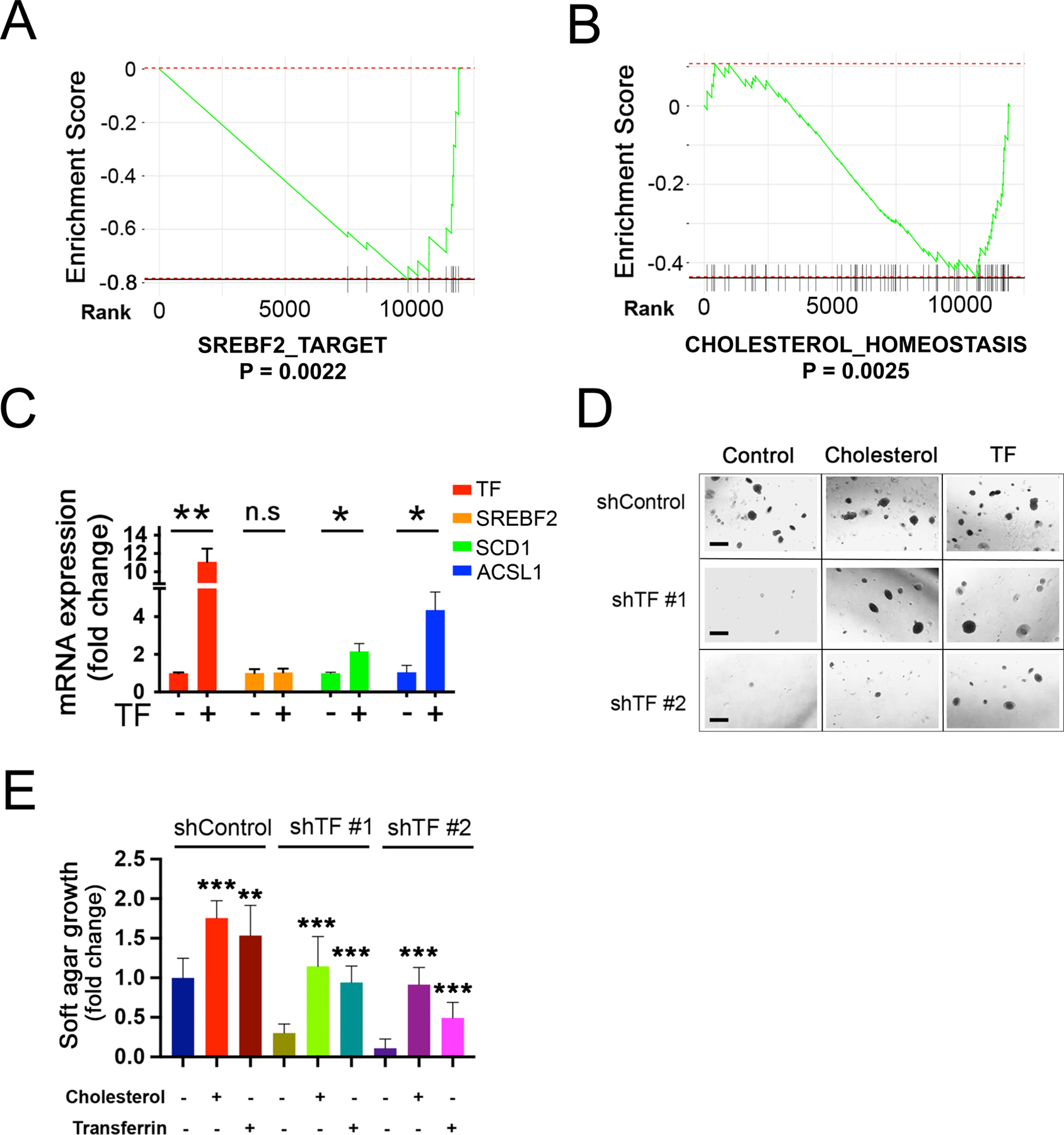 The lipogenic regulator SREBF2 induces Transferrin in circulating ...