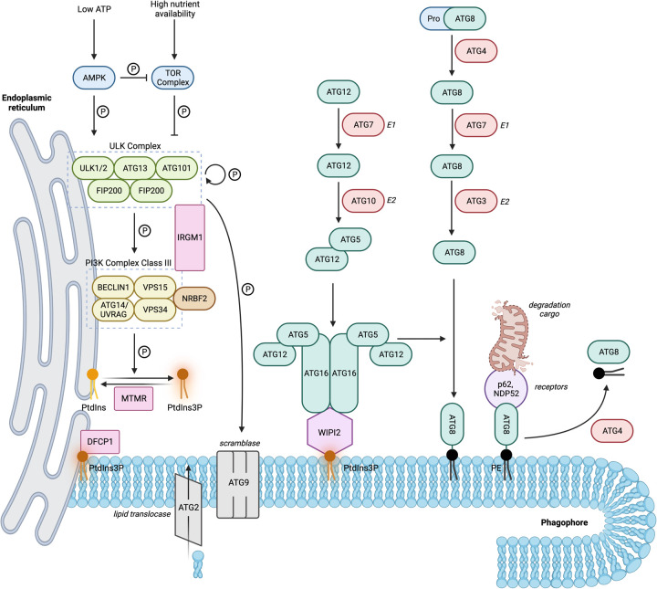 Figure 1.