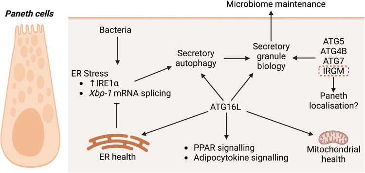 Figure 4.