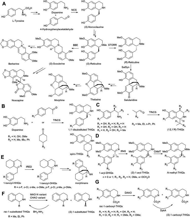 Scheme 2