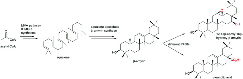 Scheme 6