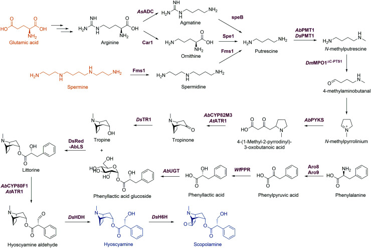 Scheme 15