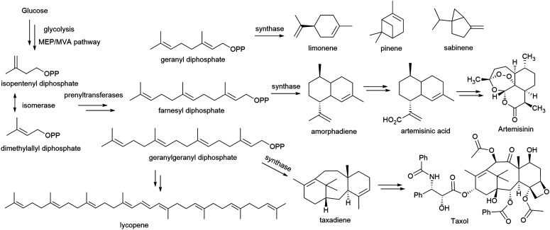 Scheme 5