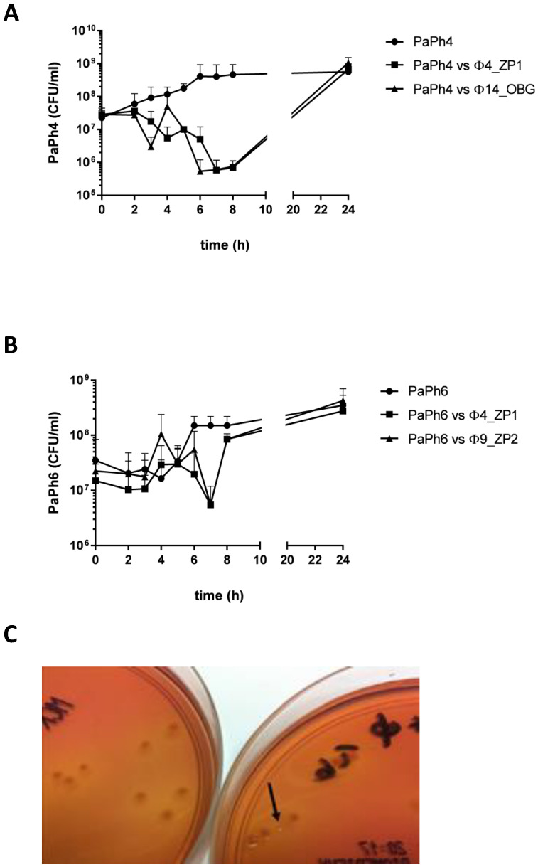 Figure 7