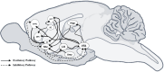 Diagram of a rodent brain showing neural pathways. Solid lines represent excitatory pathways and dashed lines represent inhibitory pathways. Labeled regions include mPFC, OFC, ACC, IG, DS, NAc, LH, Hipp, Amy, and VTA.