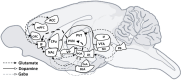 Diagram of a rat brain showing neurotransmitter pathways. Dashed lines represent glutamate, solid lines represent dopamine, and dotted lines represent GABA. Key areas labeled include ACC, mPFC, OFC, CPu, NAc, VP, CeA, BLA, PVT, PVN, POA, LH, VTA, SN, PB, and IF.