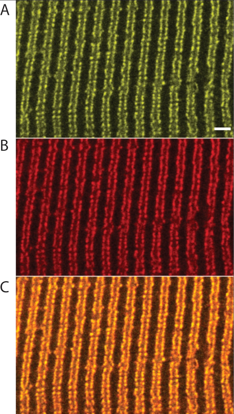 FIGURE 1.