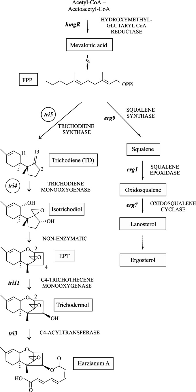 FIG 1