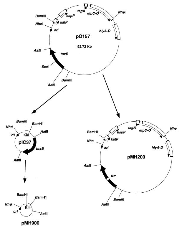 FIG. 3