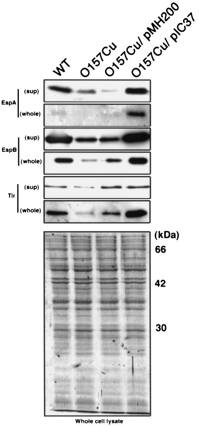 FIG. 5