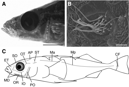 Fig. 2.