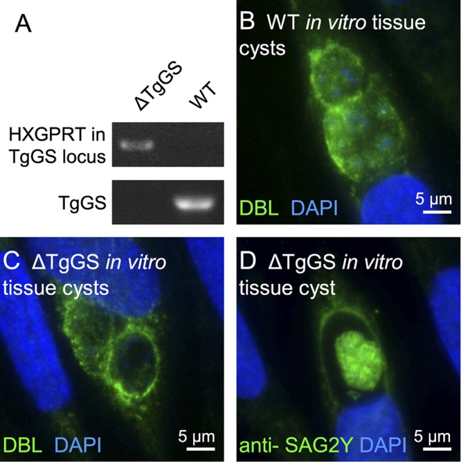 FIG 6 