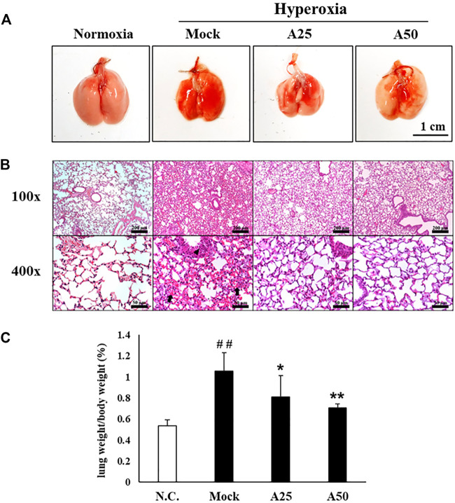 FIGURE 2