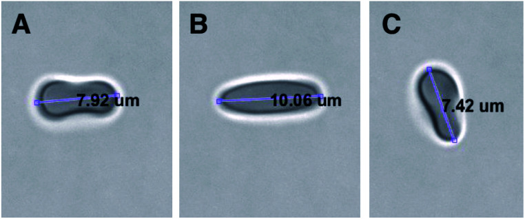 Fig. 5