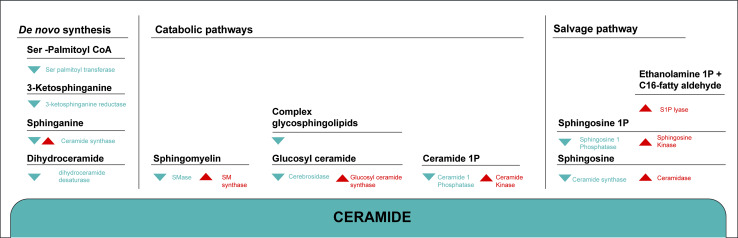 Fig. 2