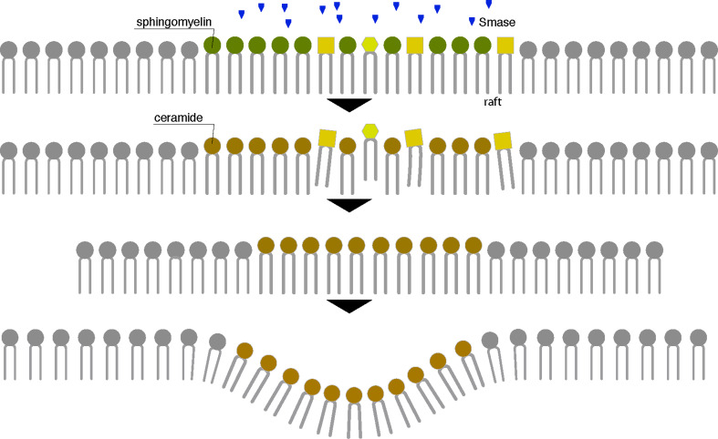 Fig. 4