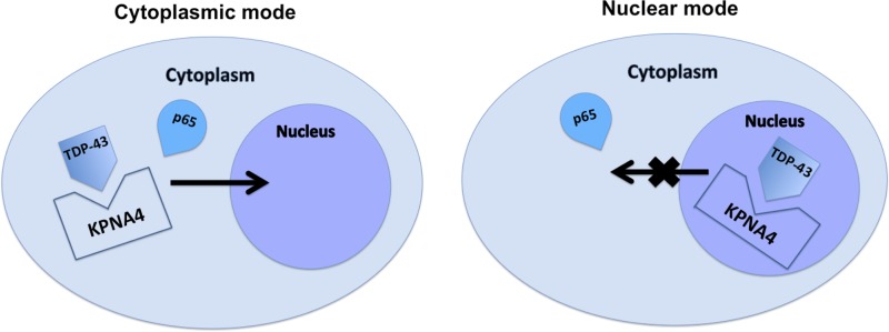 Fig 7