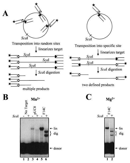 FIG. 1.