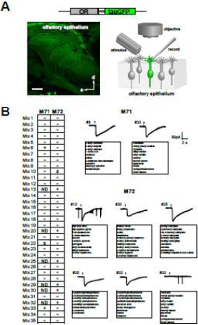 Fig. 1