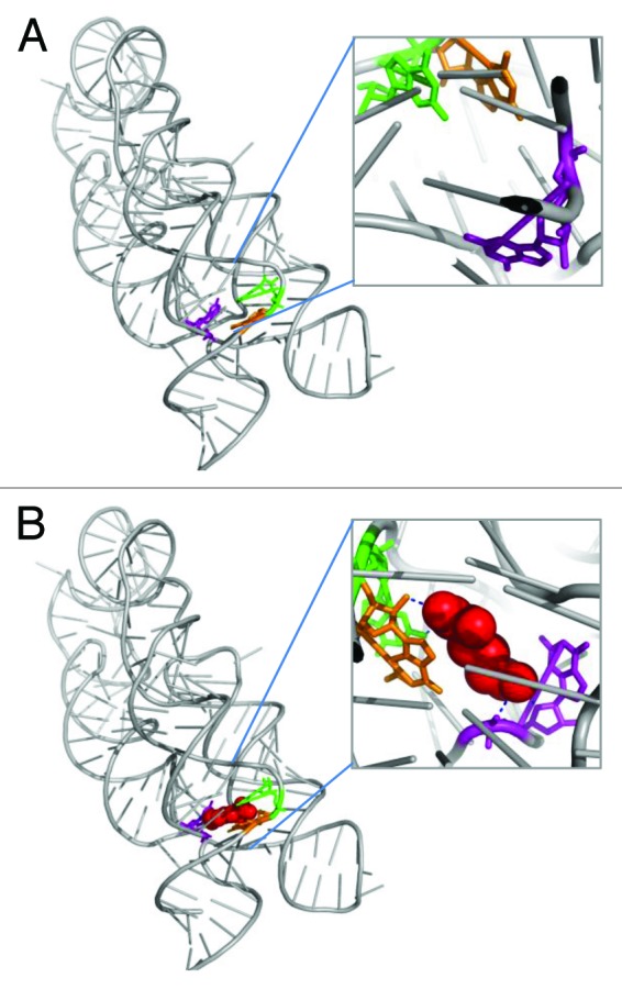 graphic file with name rna-10-981-g3.jpg