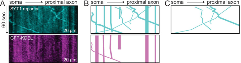 Figure 2—figure supplement 1.