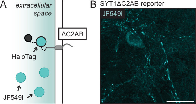 Figure 4—figure supplement 1.