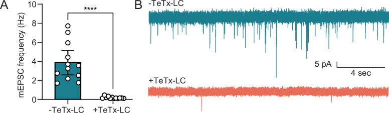 Figure 5—figure supplement 2.