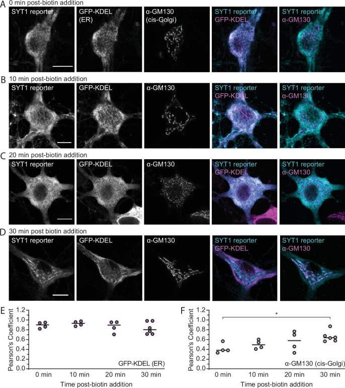 Figure 1—figure supplement 1.