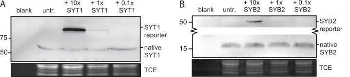 Figure 3—figure supplement 1.