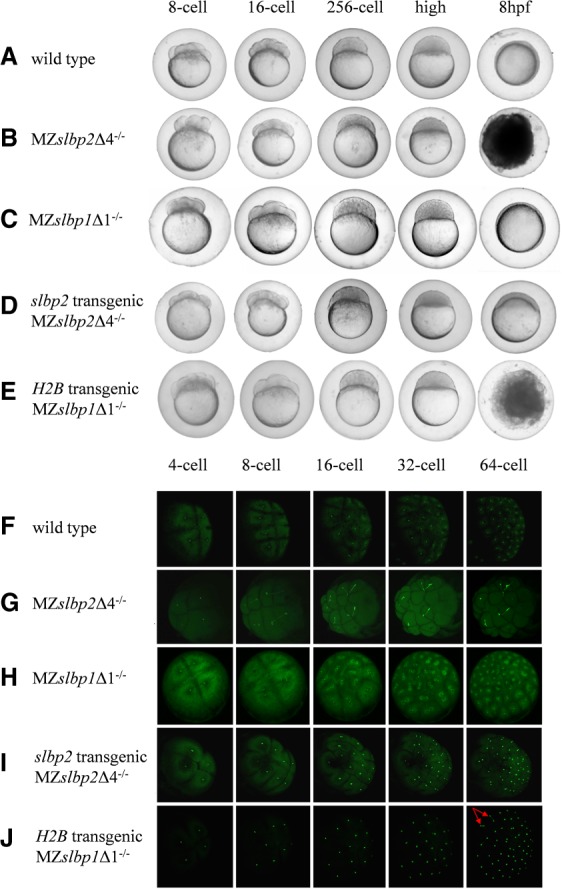 FIGURE 4.