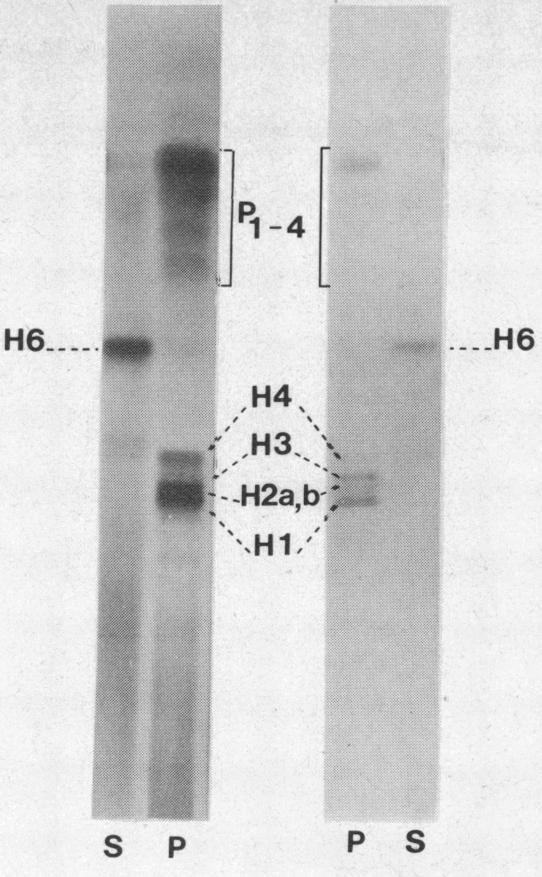 graphic file with name pnas00029-0223-a.jpg