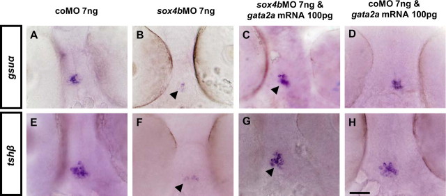 Fig. 8.