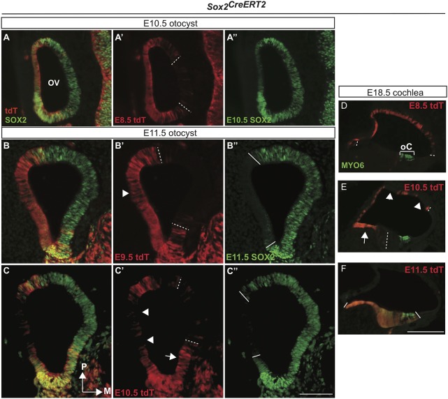 Fig. 9.