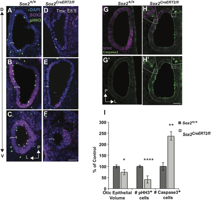 Fig. 10.