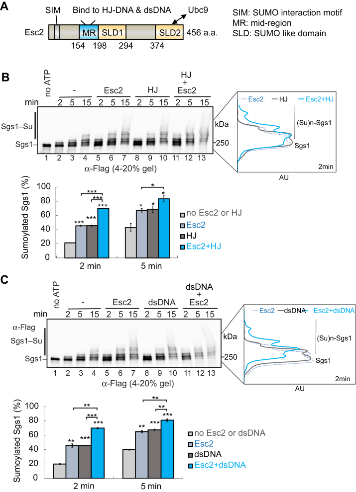 Figure 2