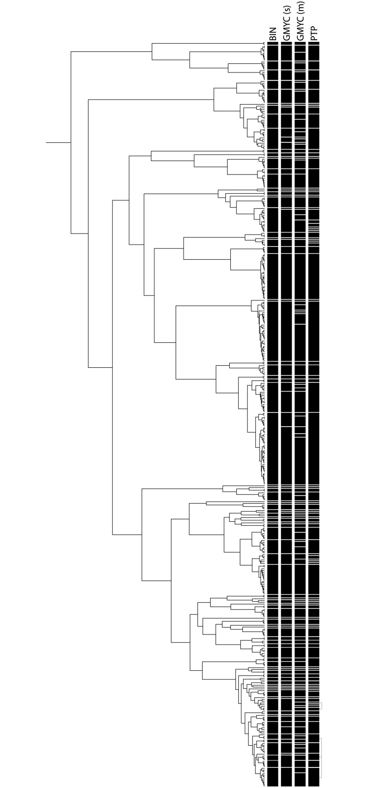 Barcoding snakeheads (Teleostei, Channidae) revisited: Discovering ...