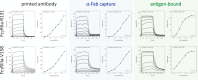 Binding and dissociation isotherms demonstrating higher affinity binding of FcγR to antibody that is complexed with antigen as compared to printed or otherwise captured on the sensor surface.