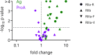 Volcano plot depicting the statistical significance and change in affinity to FcγR for antibody bound to antigen or to Protein A. Antibodies bound to antigen show statistically significant improvements in affinity to each FcγR tested.