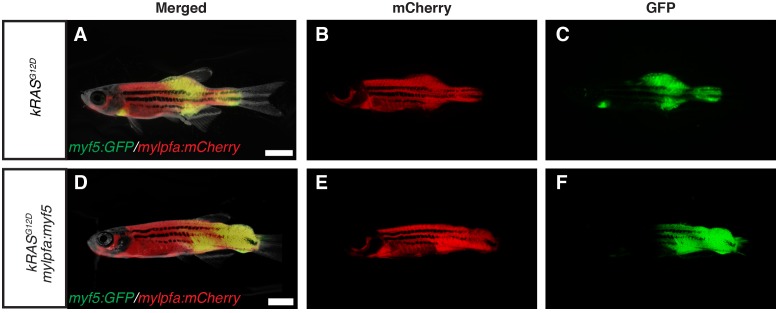 Figure 1—figure supplement 1.