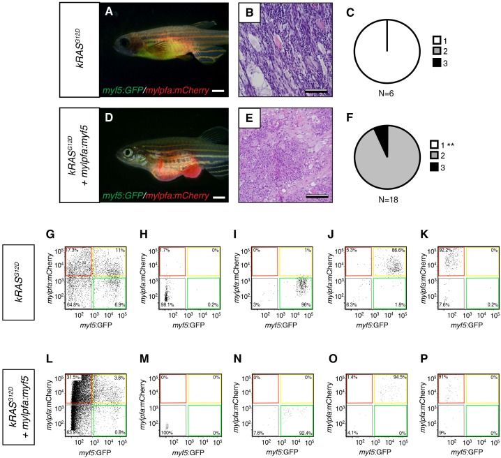 Figure 3—figure supplement 1.