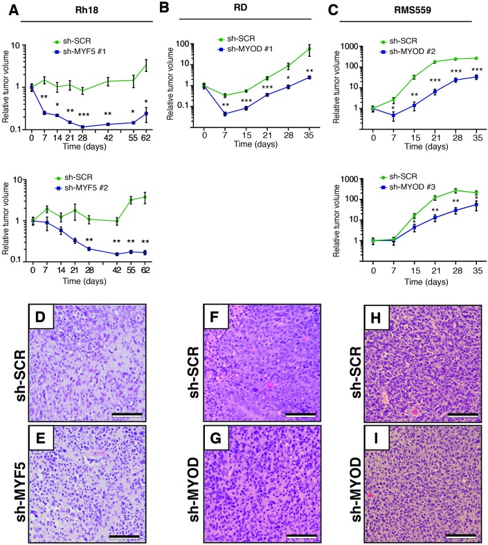 Figure 5—figure supplement 1.