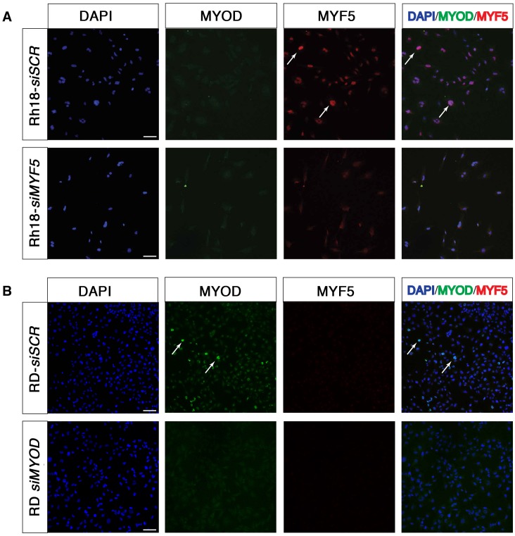 Figure 4—figure supplement 2.