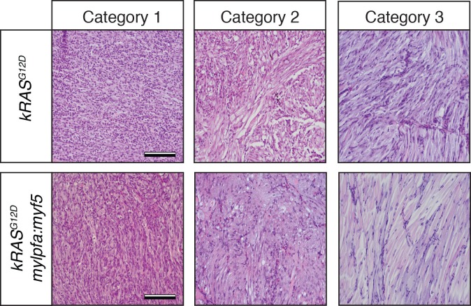 Figure 1—figure supplement 2.