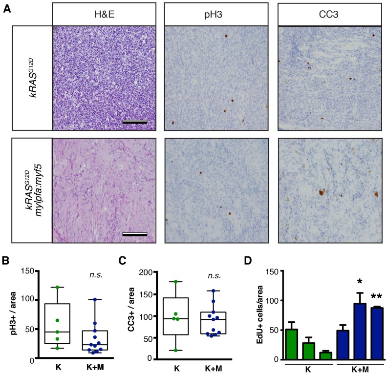 Figure 1—figure supplement 3.