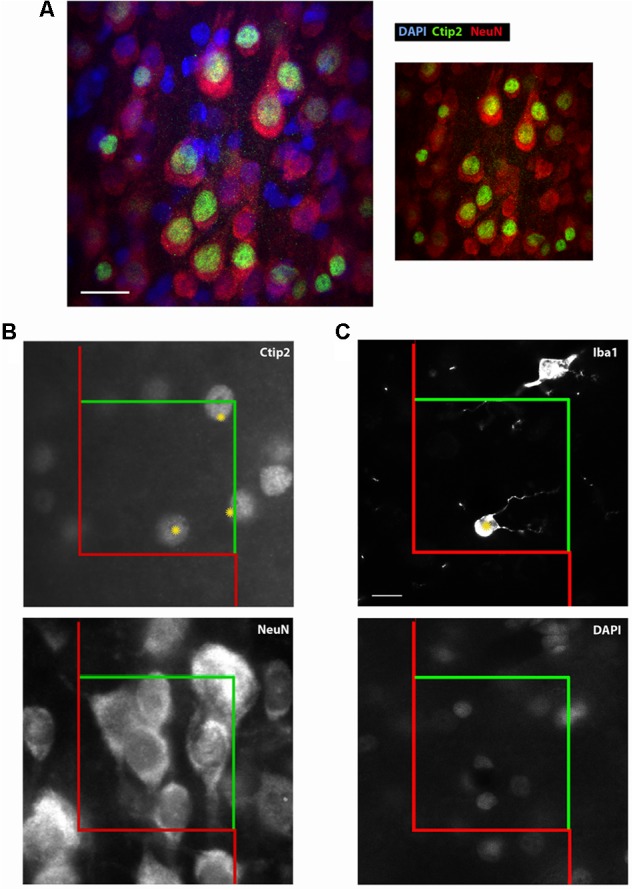 FIGURE 2