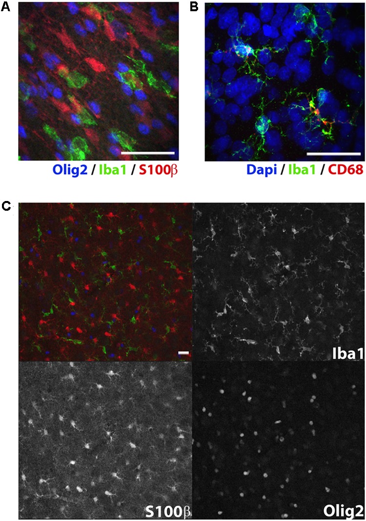 FIGURE 3