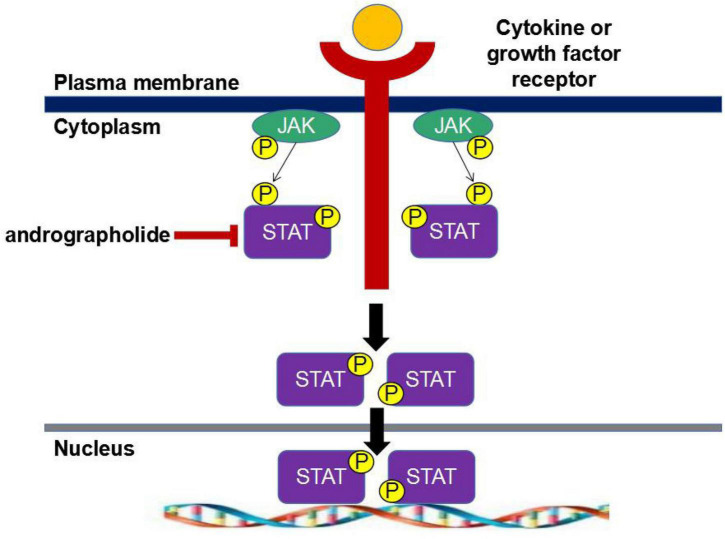 FIGURE 1